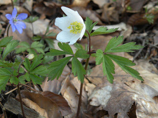 anemone-nemorosa-3576073